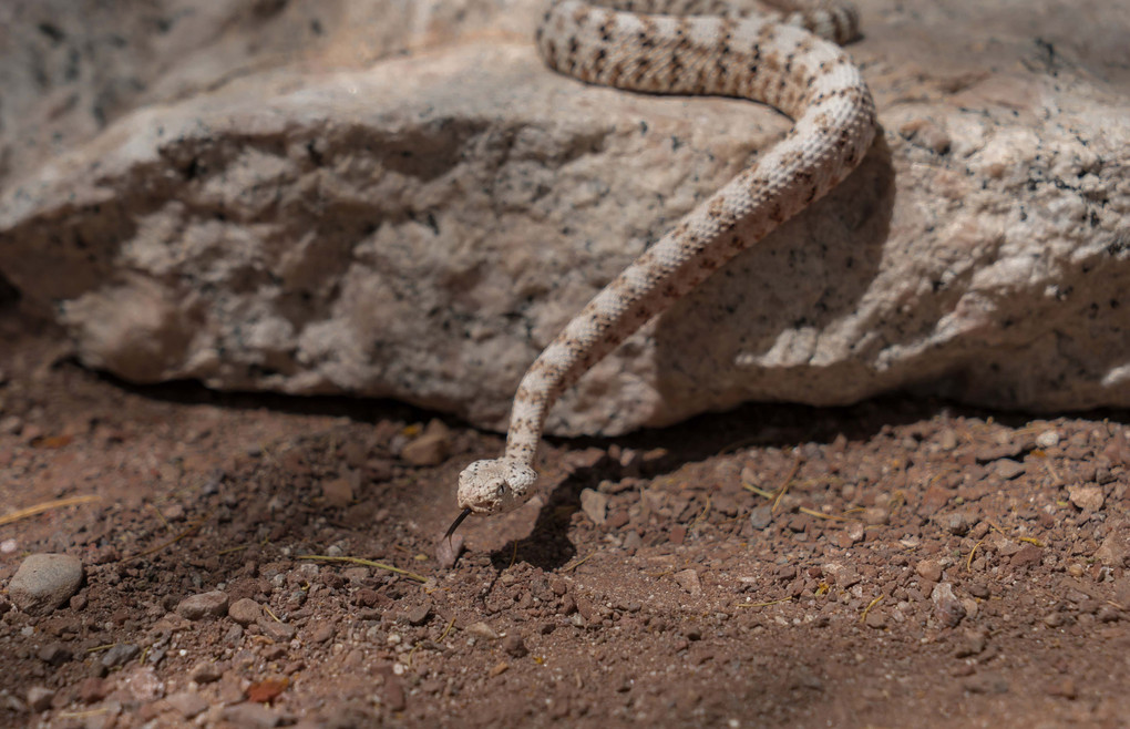 White patched rattle snake