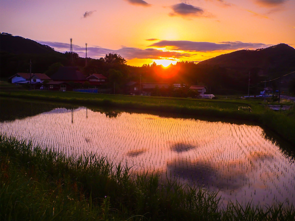 sunset of rice field