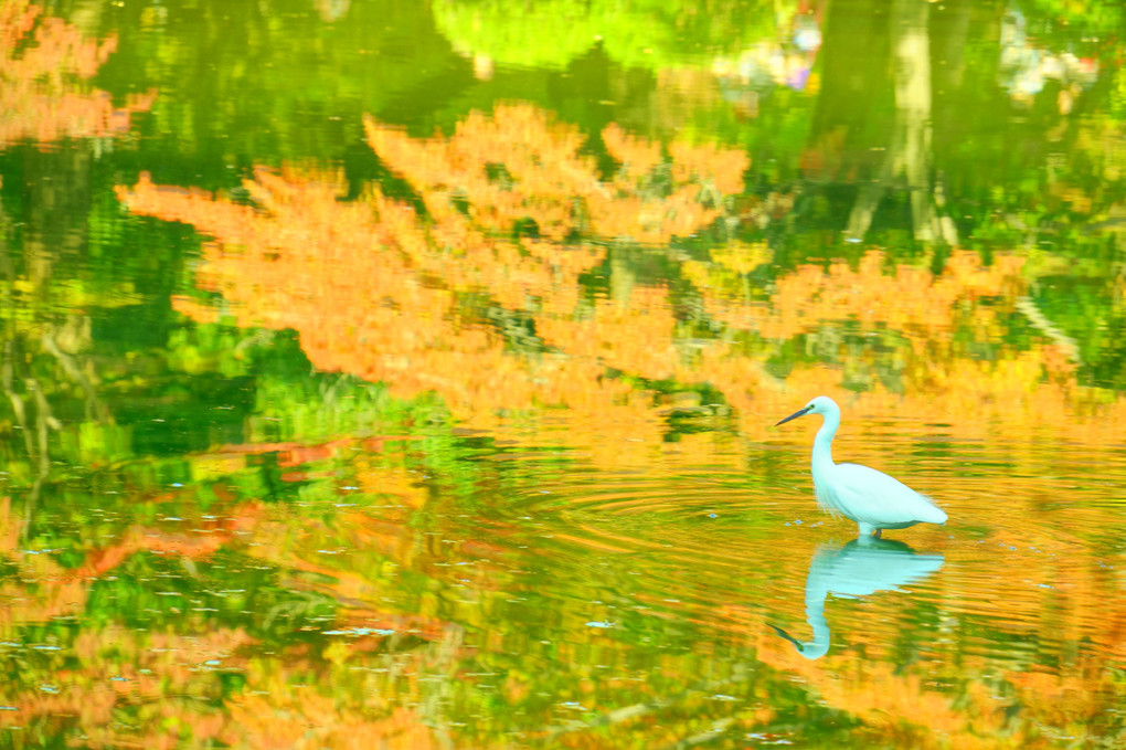 紅葉の池と白鷺