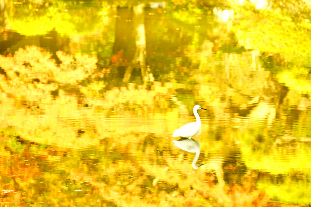 紅葉の池と白鷺