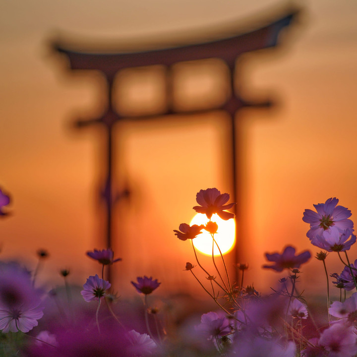 夕日と鳥居⛩と秋桜と