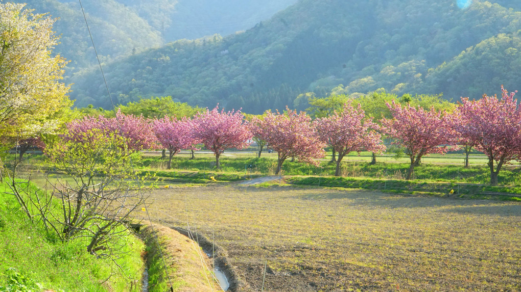 牡丹桜堤