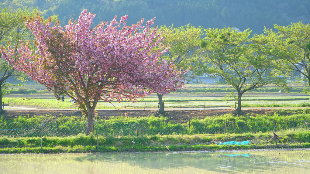 牡丹桜堤