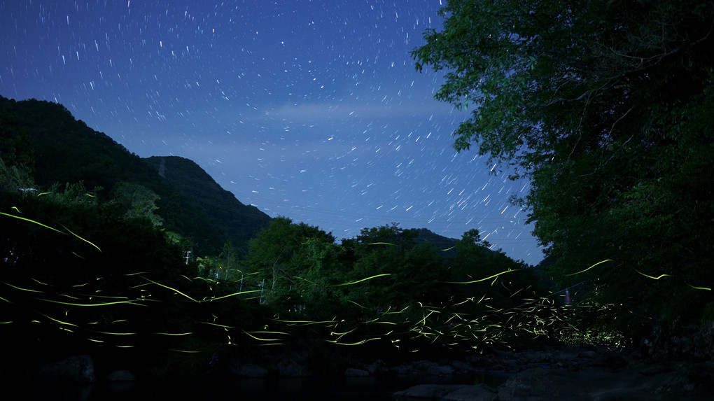 光跡　- Polaris and fireflies -