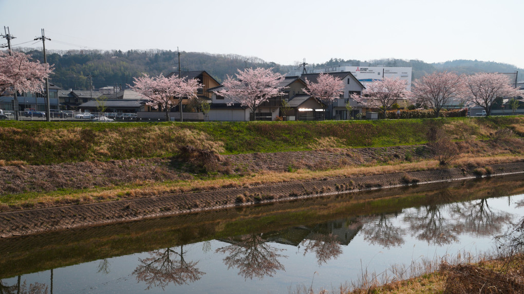 さくらの堤防