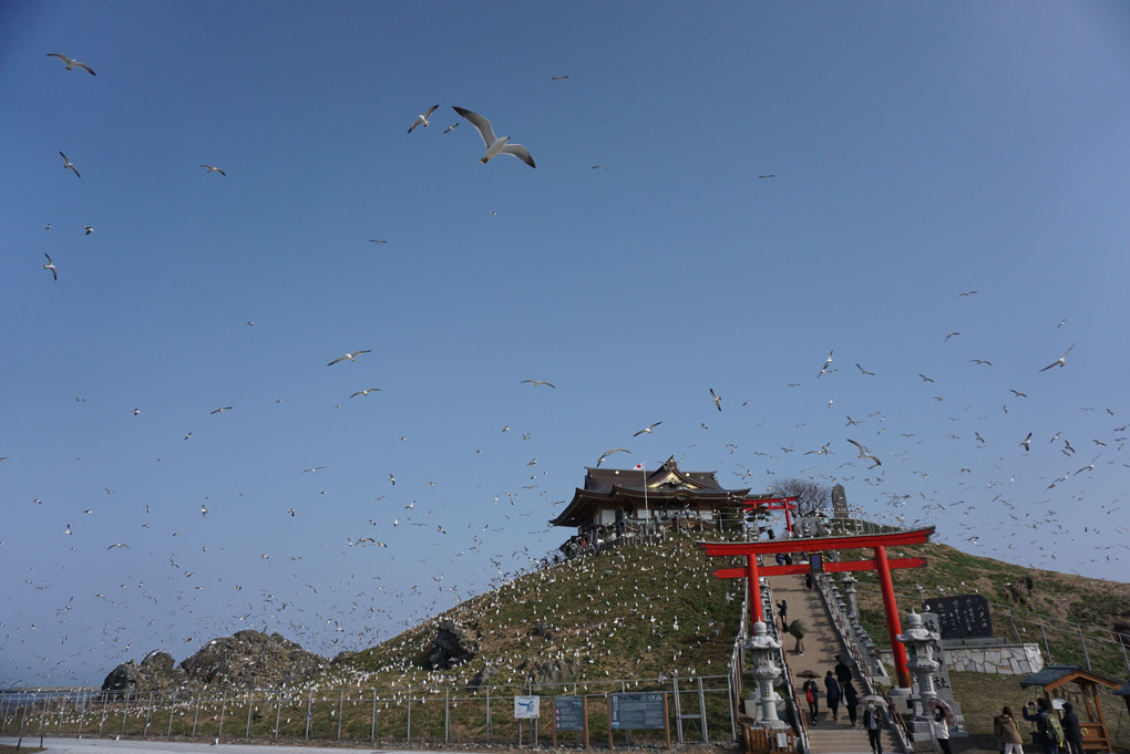 春の蕪島