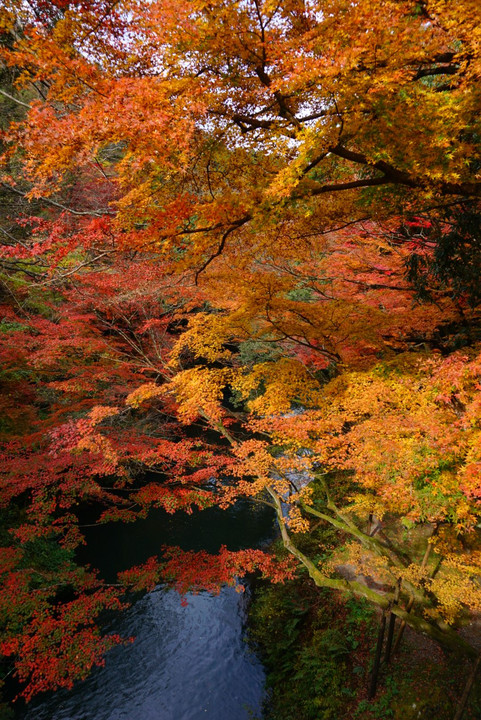 鶴仙渓の紅葉🍁