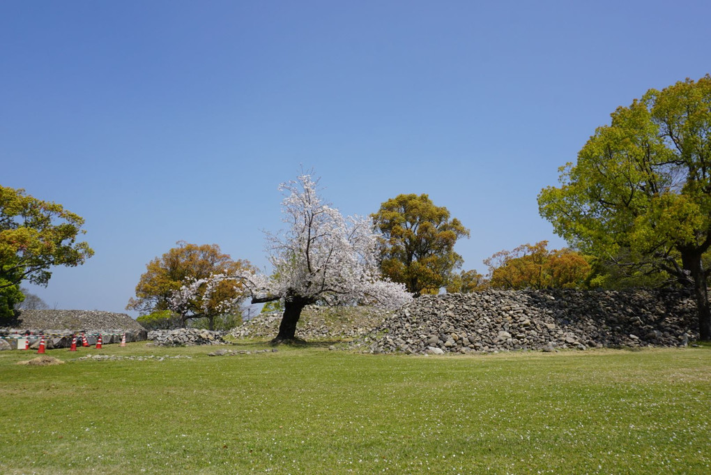 熊本城の石垣と桜