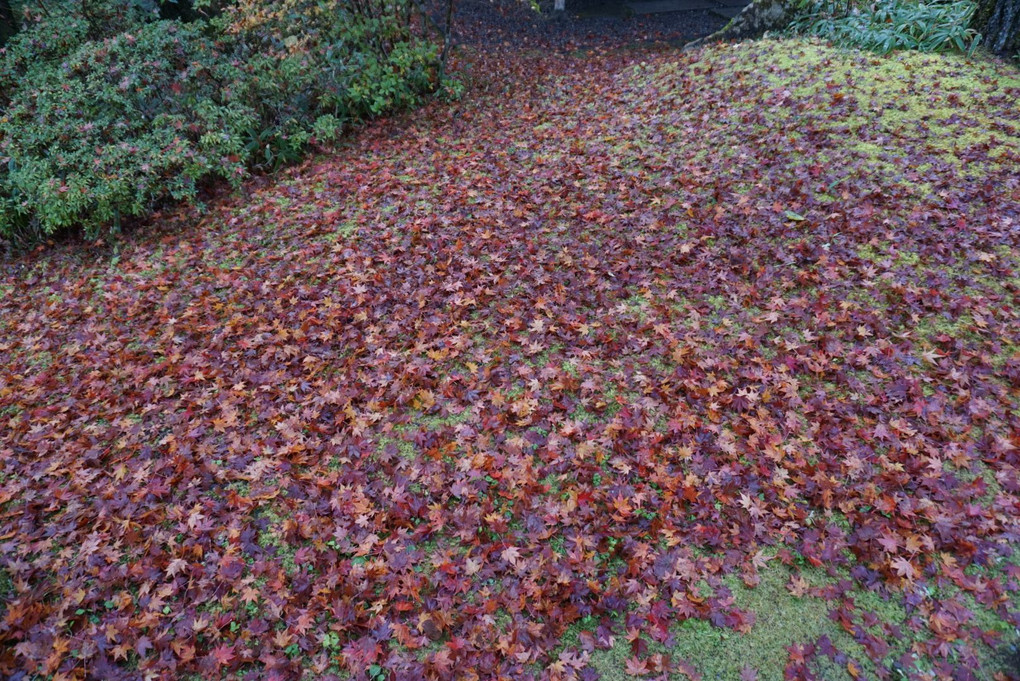 紅葉の絨毯
