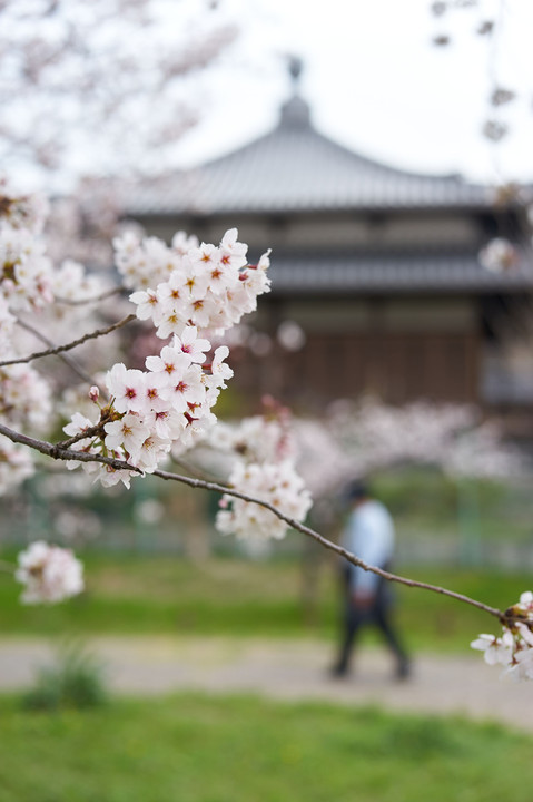 花冷の小径