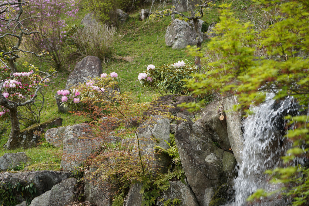 はじめての花写真です