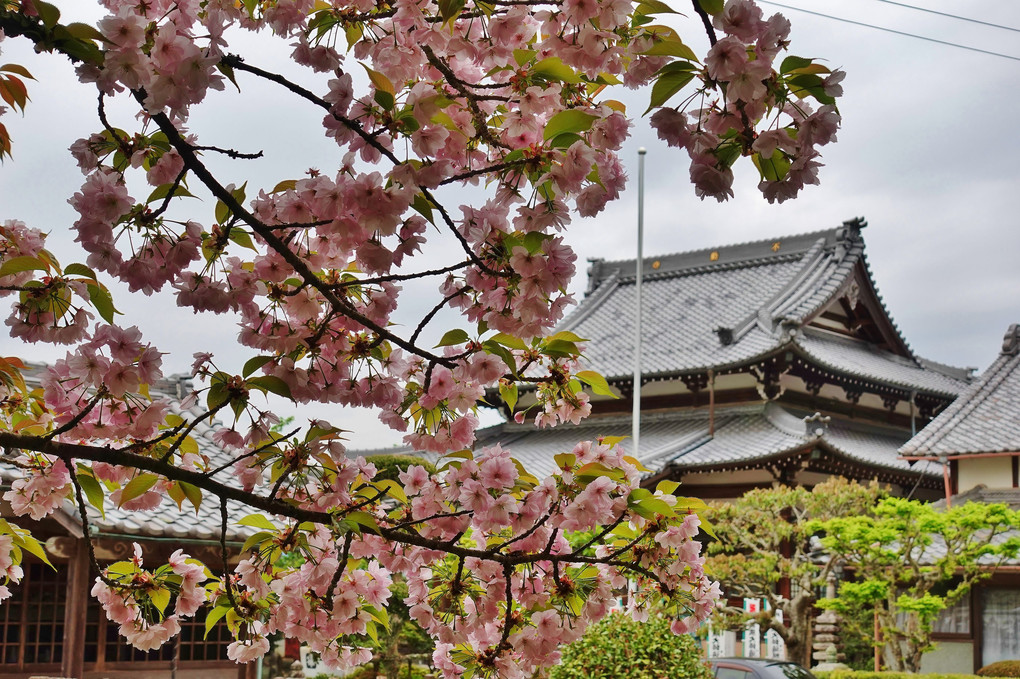 八重桜と不動寺