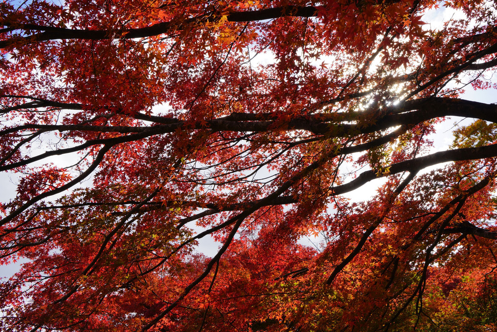 嵐山高雄パークウェイ　紅葉