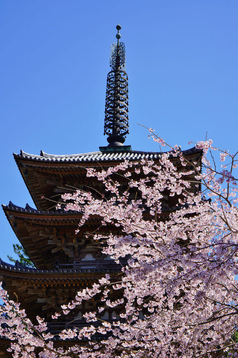 醍醐寺の春
