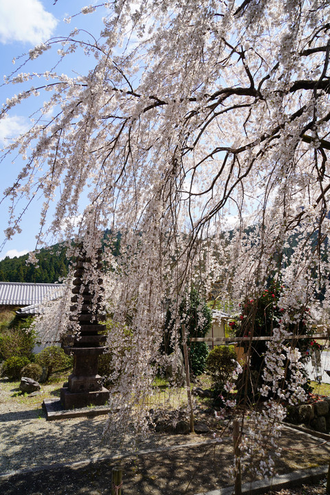奈良県　宝蔵寺　枝垂れ桜