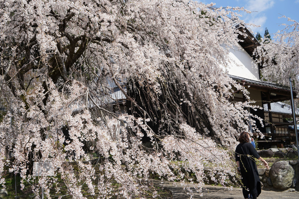 奈良県　宝蔵寺　枝垂れ桜