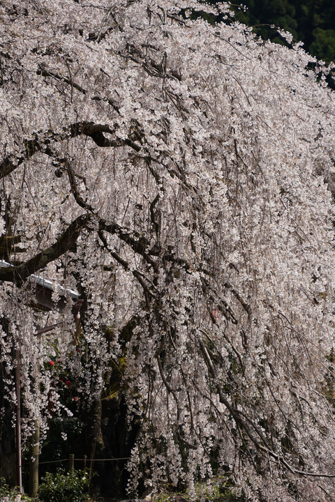 奈良県　宝蔵寺　枝垂れ桜