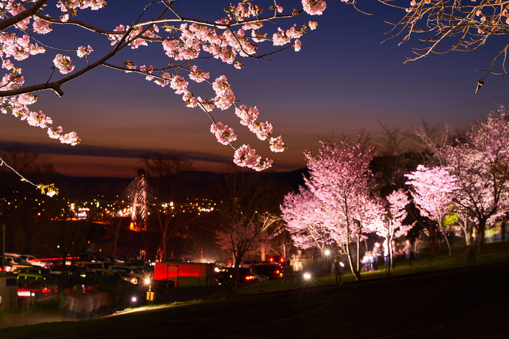 夜桜　ライトアップ！