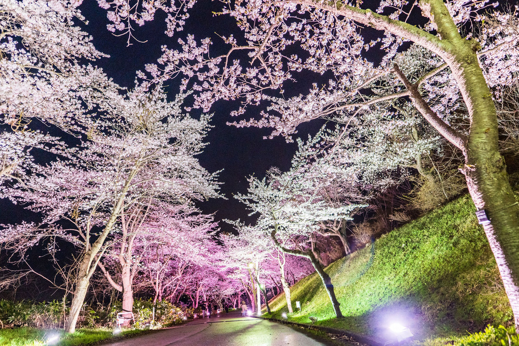 桜が躍る夜