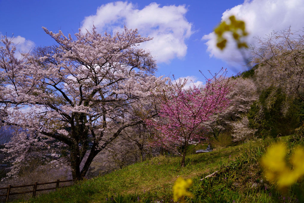 高知のひょうたん桜