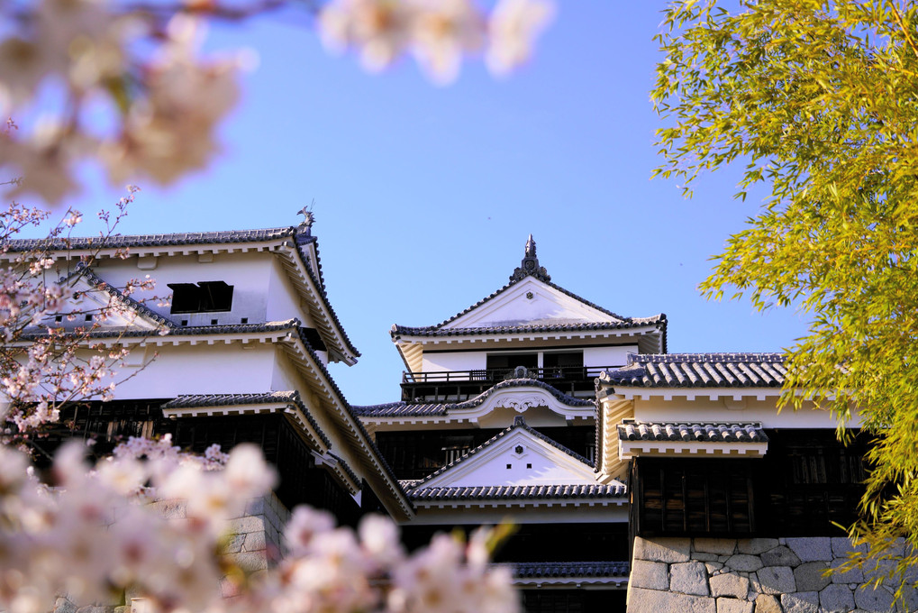桜と松山城