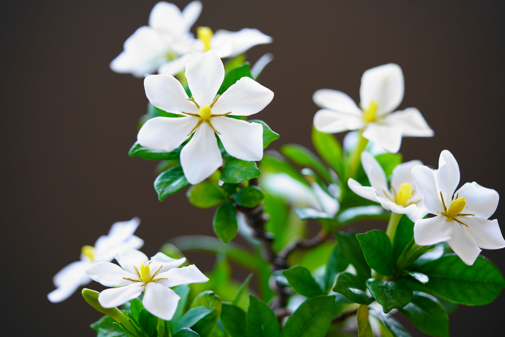 ･･我が家の･･４月の花