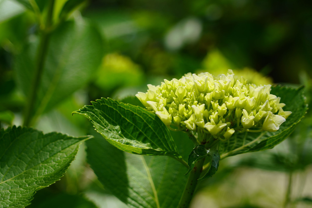 咲初めの紫陽花