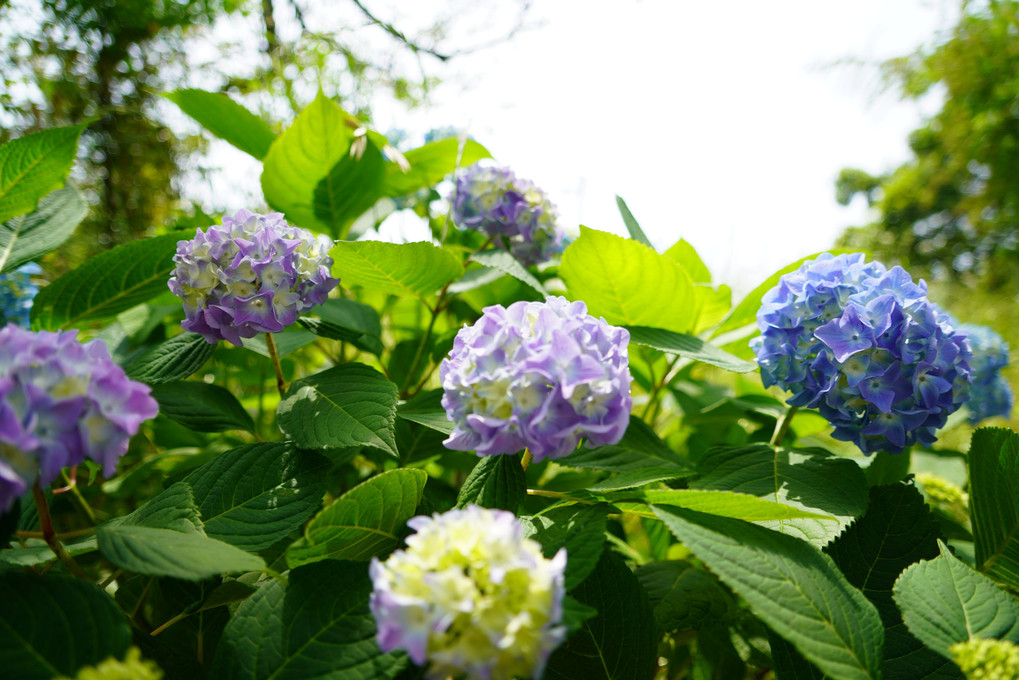 咲初めの紫陽花