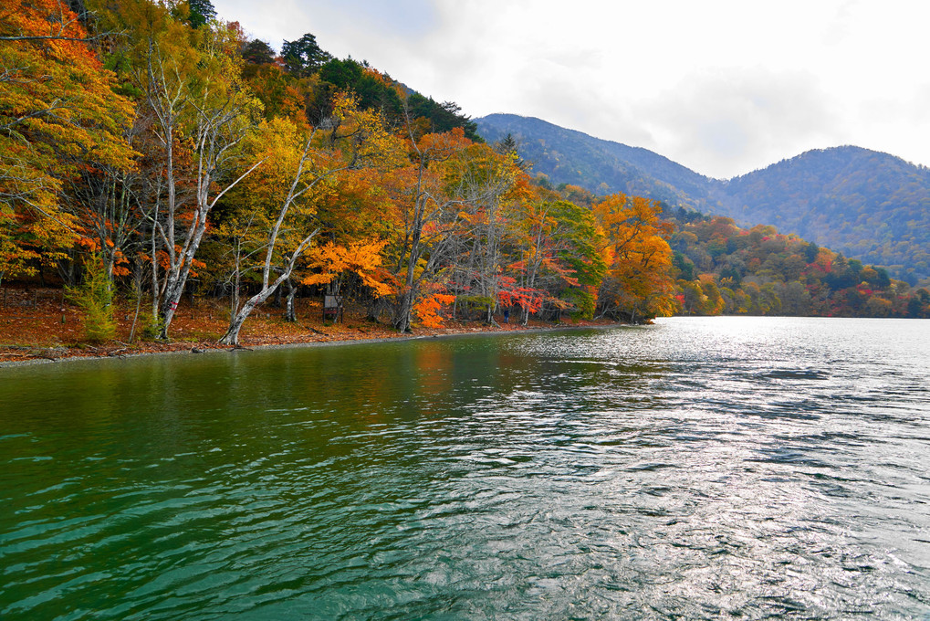 湖岸･遊覧船からの紅葉_中善寺湖