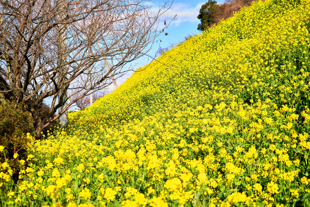 菜の花に包まれて