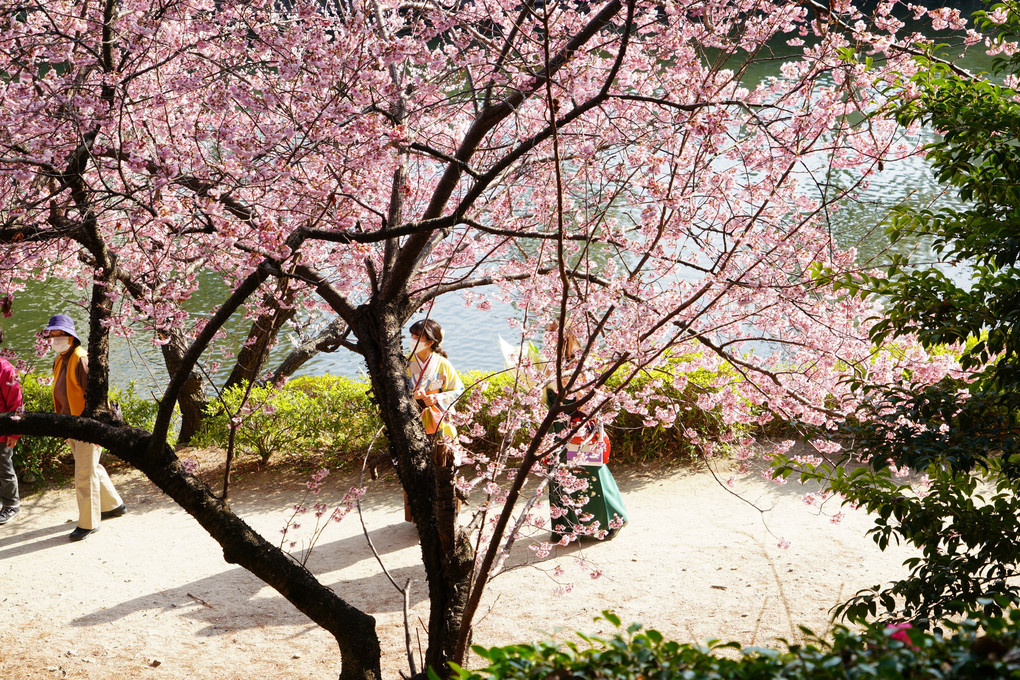 桜の季節