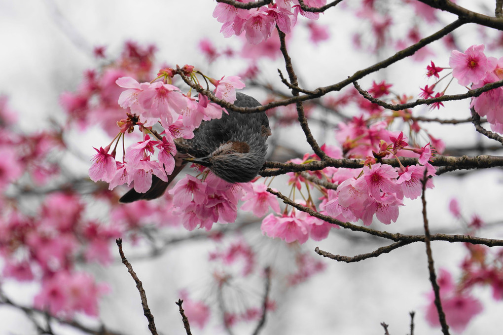 名残惜しい桜の季節
