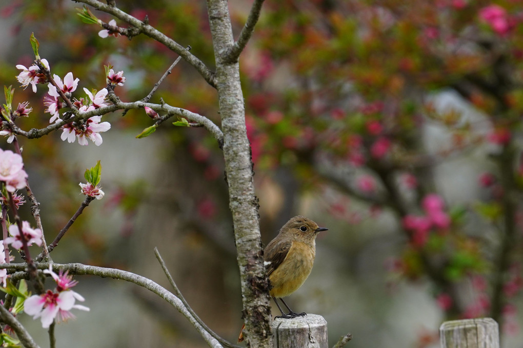 名残惜しい桜の季節