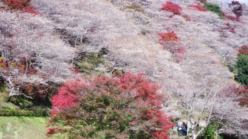 四季桜と紅葉