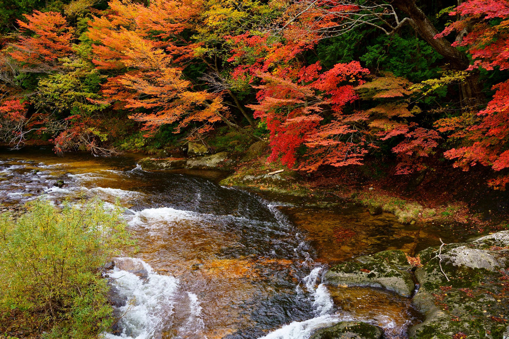 紅葉の薬研渓流