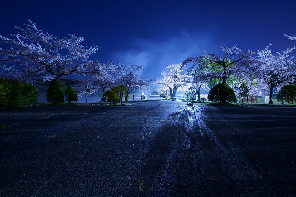 月夜の夜桜