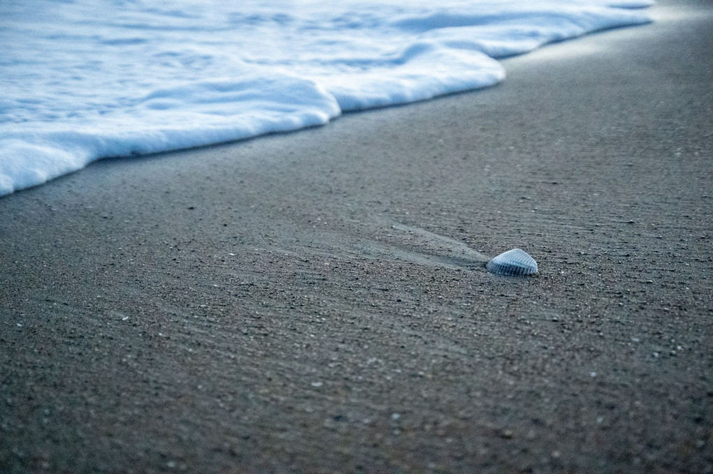 浜辺の貝