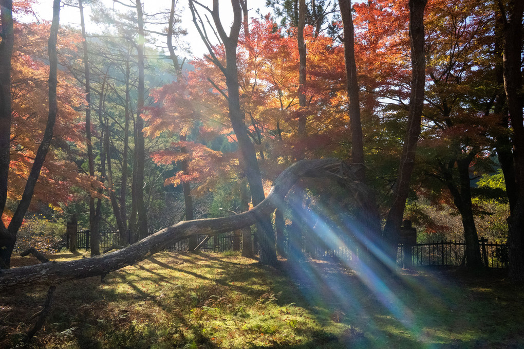 紅葉の季節