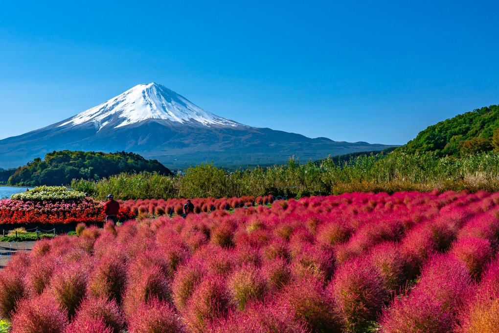 真っ赤なコキアと富士山