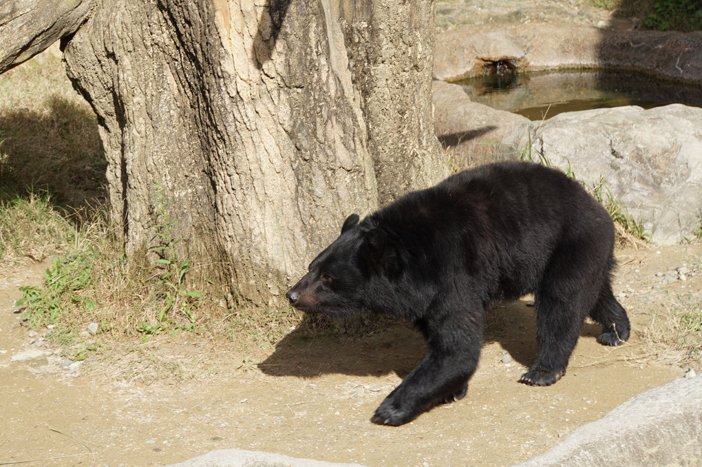 熊とチンパンジー～平川動物園