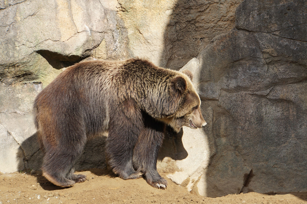 熊とチンパンジー～平川動物園