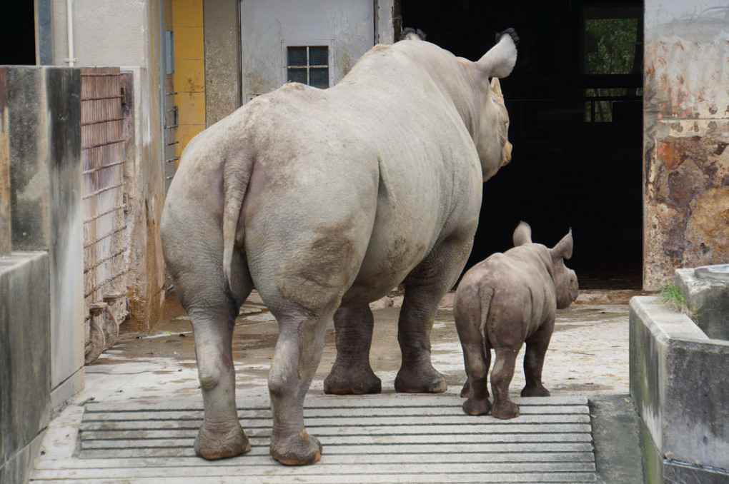 とべ動物園、サイ親子の競演