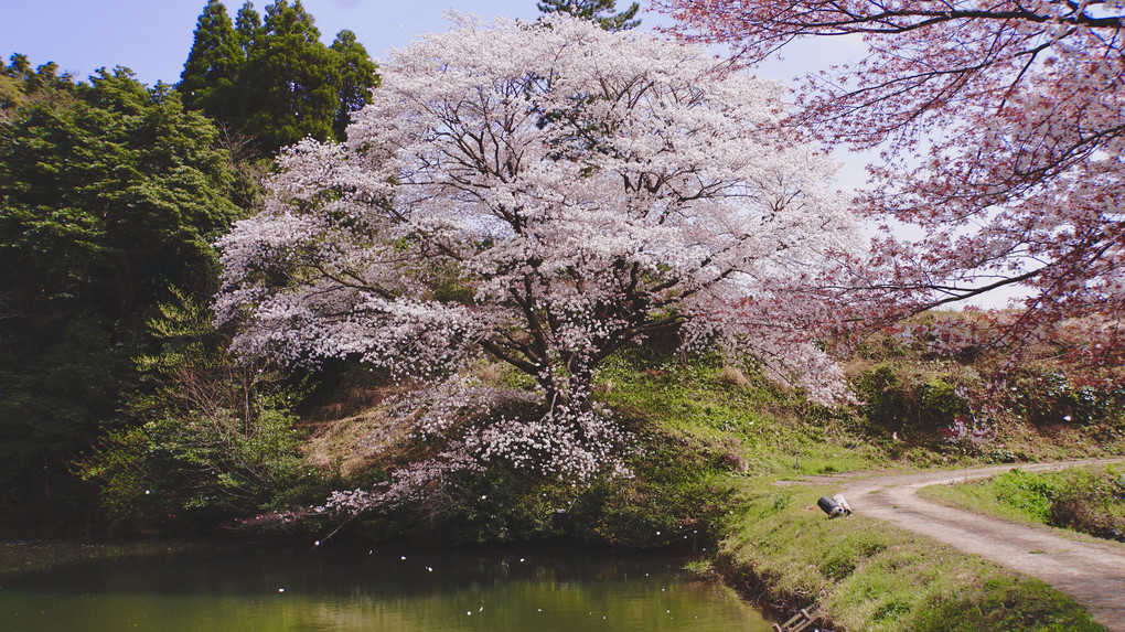 武雄のジラカンス桜