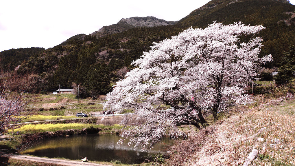 武雄のジラカンス桜