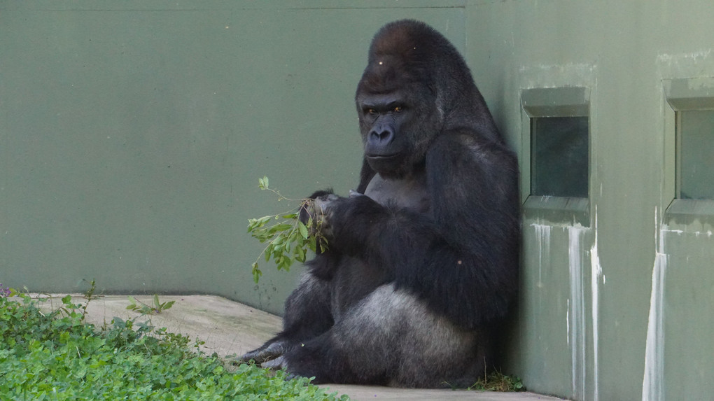名古屋東山動物園の一番の人気者、シャバーニ