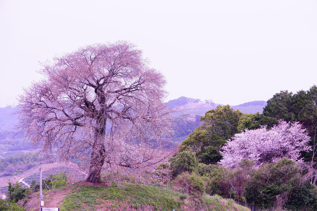 天保古山の平家一本桜