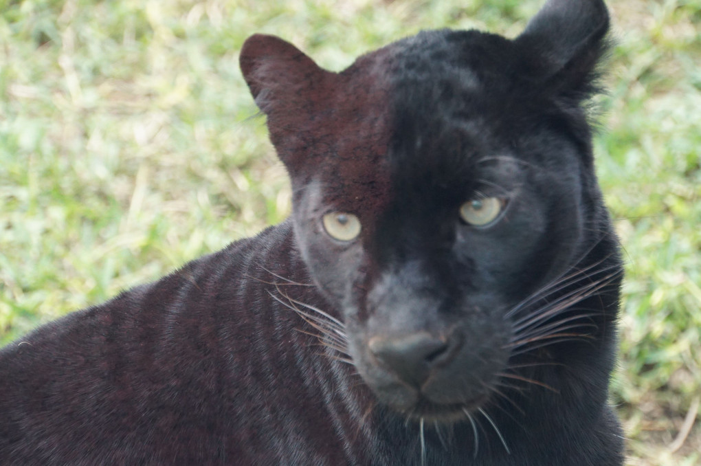 ジャガーと狼～平川動物園