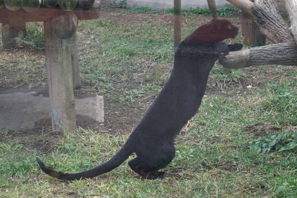 ジャガーと狼～平川動物園