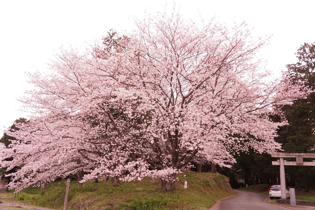 福岡県糟屋郡久山町の桜