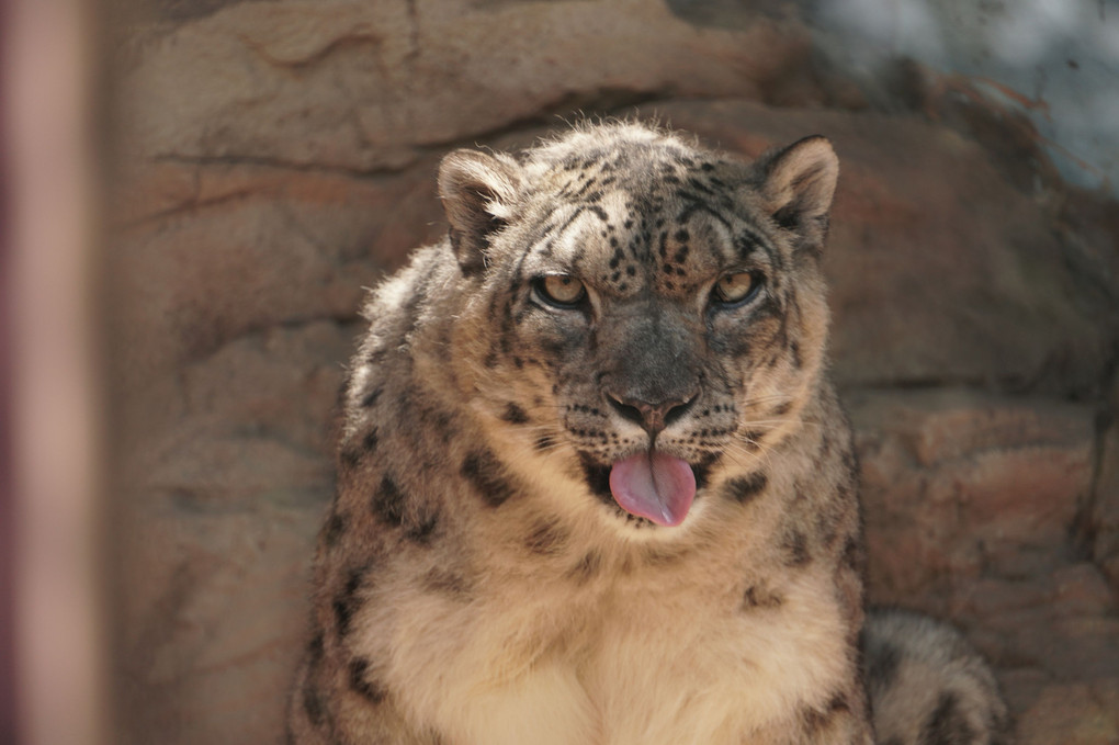 強面のユキヒョウ